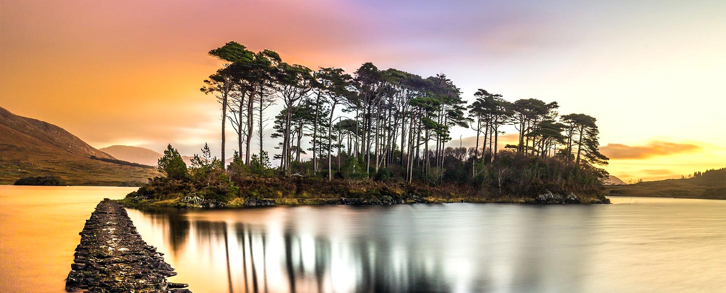 wild gaia rewilding ireland for a greener future